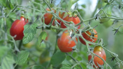 Tomate-De-Cerezo-Rojo-Que-Crece-En-Una-Granja-De-Jardín-De-Permacultura-Natural-Bajo-El-Cálido-Sol