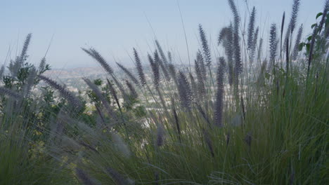 Stationärer-Schuss-Von-Lavendelwildblumen,-Die-Im-Wind-Wehen,-Mit-Bergen-Im-Hintergrund-An-Einem-Sonnigen-Sommertag-In-Den-Hollywood-Hills-Südkalifornien