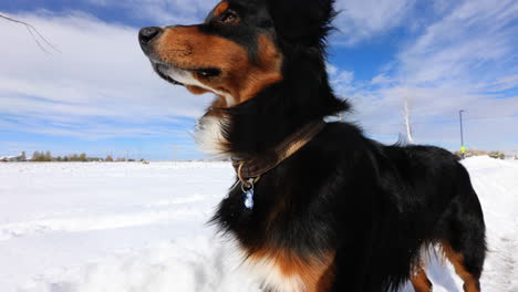 Australischer-Schäferhund-Aus-Nächster-Nähe-An-Einem-Sonnigen-Tag-Mit-Schneebedecktem-Feld,-Zeitlupe,-4k