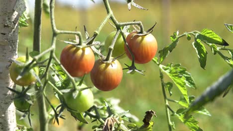 Tomate-Cherry-Rojo-Primer-Plano-De-Un-Agricultor-Calificado-Recogiendo-Alimentos-A-Mano-Durante-La-Gran-Crisis-Alimentaria-De-La-Inflación-Económica