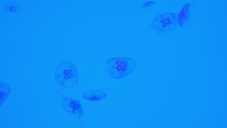 Smack-of-moon-jelly,-aurelia-aurita-floating-in-aquarium-tank-with-blue-luminous-background-and-illuminated-light,-science-lab