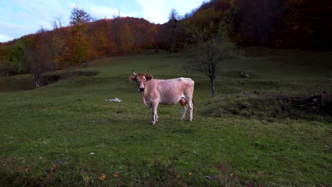 Cow-standing-in-the-middle-of-Alpine-meadow-with-green-grass-surrounded-by-yellow-trees