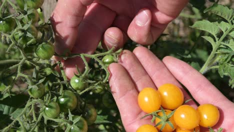 Gelbe-Kirschtomate,-Die-In-Kaukasischer-Hand-Hält-Und-Lebensmittel-Aus-Dem-Biologisch-Gesunden,-Nachhaltigen-Konzept-Des-Gartenbauernhofs-Pflückt