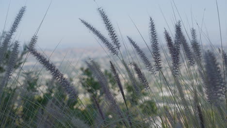 Stationary-shot-of-a-wildflowers-blowing-in-the-breeze-with-blue-skies-and-mountains-in-the-background-located-in-the-Hollywood-Hills-Southern-California