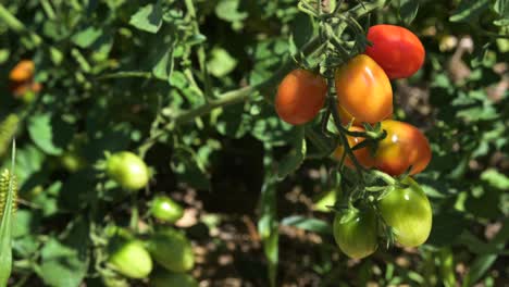 Tomate-Cherry-Rojo-Y-Verde-Creciendo-En-El-Jardín-De-Plantas-Naturales,-Mano-Masculina-Recogiendo-Tomate-En-La-Granja-Cerca