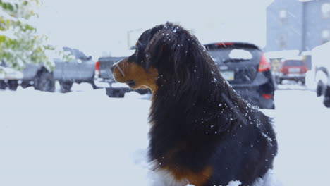 Australian-Shepherd-Dog-Looking-at-the-Snowfall-on-a-Stormy-Day,-4K