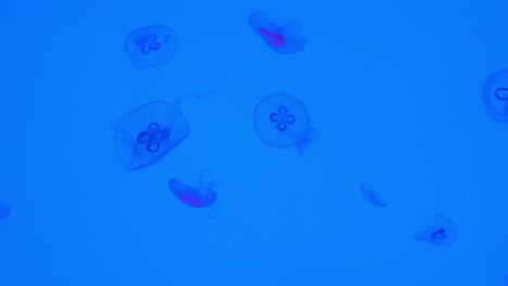 Static-shot-capturing-smack-of-moon-jelly-jellyfish,-aurelia-aurita-floating-in-the-aquarium-tank-with-blue-luminous-background-and-illuminated-light,-science-lab