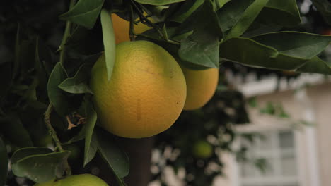 Handheld-Close-Up-of-Ripening-Oranges-on-Tree-in-Backyard