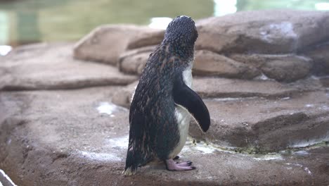 Full-body-shot-of-a-little-penguin,-eudyptula-minor-novaehollandiae-standing-at-the-shore,-curiously-wondering-around-its-surrounding-environment-and-calling-for-its-mate