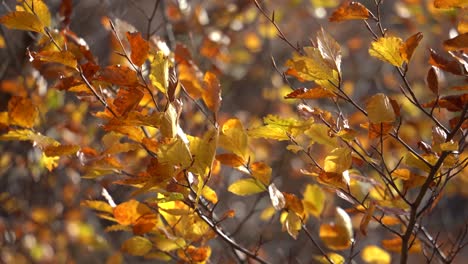 Goldene-Blätter-Von-Waldbäumen-Im-Herbst,-Die-An-Einem-Sonnigen-Herbsttag-Von-Leichter-Brise-Geschüttelt-Werden