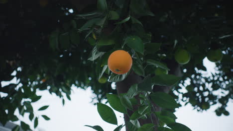 Hand-Reaches-out-to-Touch-Ripe-Orange-Hanging-on-Tree-in-Daytime