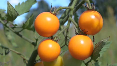 static-close-up-of-fresh-organic-cherry-tomato-in-natural-farm-garden
