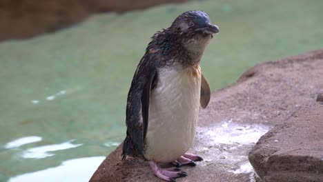 Niedlicher-Flugunfähiger-Kleiner-Pinguin,-Eudyptula-Minor-Novaehollandiae,-Der-Am-Ufer-Steht-Und-Sich-Nach-Einem-Kurzen-Schwimmen-Neugierig-In-Seiner-Umgebung-Wundert
