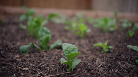 Handheld-Close-Up-of-Baby-Lettuce-Growing-out-of-Soil-in-Garden