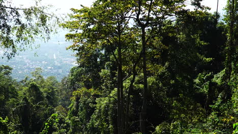 Vista-Panorámica-De-La-Selva-Tropical-De-Phuoc-Binh-En-El-Paisaje-Natural-Tropical-Del-Sur-De-Vietnam