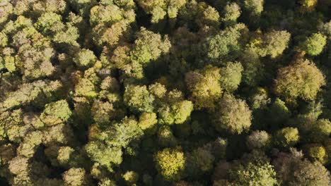 Fliegen-Sie-über-Baumkronen-Mit-Herbstlichem-Laub-In-Den-Sabaduri-Waldbergen-In-Georgia
