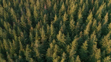 Aerial-Shot-Flying-over-a-Coniferous-Forest-at-Sunrise