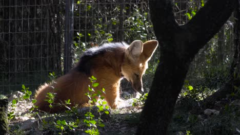 Slowmotion-shot-of-a-Maned-Wolf-sitting-in-the-sun-beside-a-metal-fence