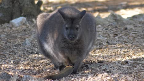 Hand-held-shot-of-a-small-Bennetts-wallaby-sitting-on-its-tail