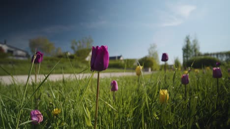 Tulipanes-Que-Crecen-En-La-Hierba