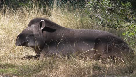 Der-Brasilianische-Tapir