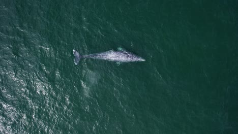 Aerial-view-above-Grey-whale-blowing-and-diving-in-the-ocean---Eschrichtius-robustus