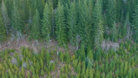 Aerial-Shot-Lowering-to-Reveal-a-Coniferous-Forest
