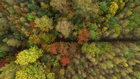 Waldweg,-Der-Im-Herbst-Durch-Einen-Laubwald-Führt