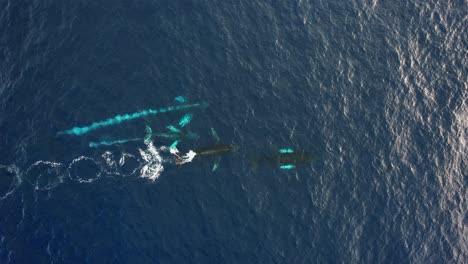 Aerial-view-following-Humpback-whale-family---cenital,-drone-shot
