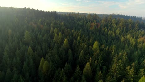 Aerial-view-of-the-golden-tops-of-coniferous-trees-in-the-glow-of-the-setting-sun-in-autumn