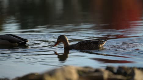 Duck-dipping-head-under-water-sifting-for-seeds-or-insects,-silhouette-pan