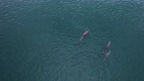 Group-of-Bottlenose-dolphins-in-ocean-water---Aerial-view