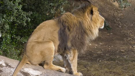 Slowmotion-shot-of-a-lion-sitting-on-a-rock-observing-its-surroundings