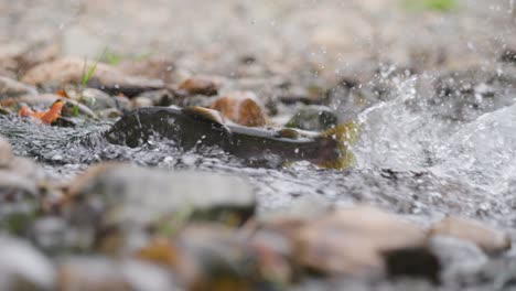 Slow-Motion-Shot-of-Salmon-Swimming-up-a-River-to-Spawn
