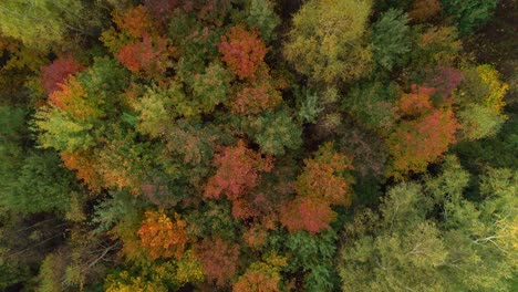 Aerial-bird's-eye-view-of-colorful-autumn-leaves-of-dense,-moody-deciduous-forest