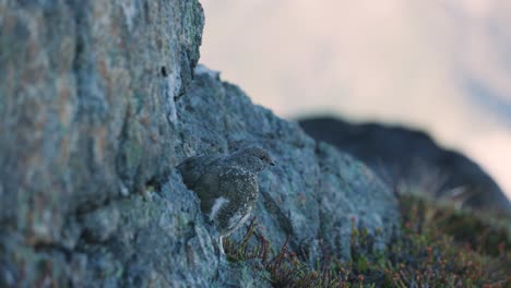 White-Tailed-Ptarmigan-on-Rocks-in-the-Alpine