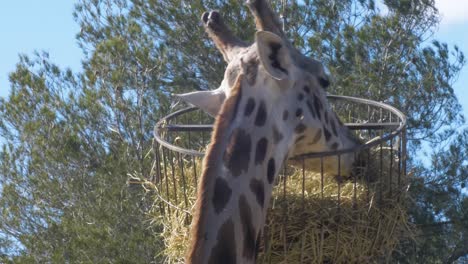 Close-up-shot-of-a-giraffe-eating-hay-out-of-a-basket-suspended-in-the-air