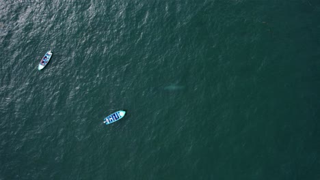 Aerial-view-of-a-tour-boats-watching-a-Grey-whale-deep-ocean-water---Top-down,-drone-shot