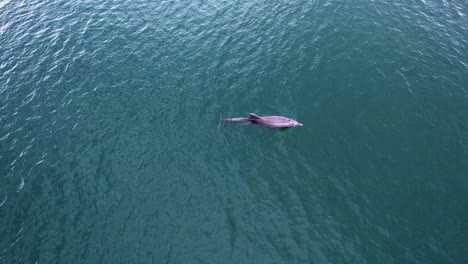 Aerial-view-following-a-Bottlenose-dolphin-breathing-in-sea-water---tracking,-drone-shot