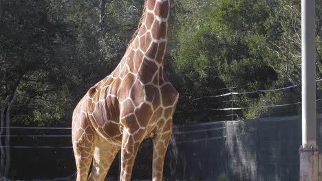 Giraffe-in-Zoo