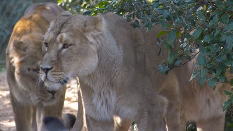 Slowmotion-shot-of-a-herd-of-lions-walking-alongside-a-bush