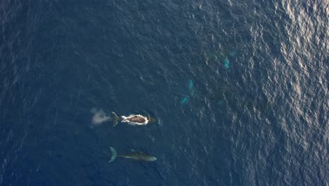 Aerial-view-above-many-Humpback-whales-in-dark-sea-water---Megaptera-novaeangliae