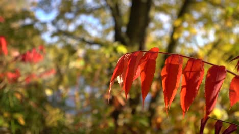 Handheld-close-up-of-fall-red-orange-sumac-leaves-on-branch-during-autumn