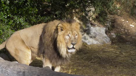Large-male-lion-stands-on-felled-tree-in-zoo