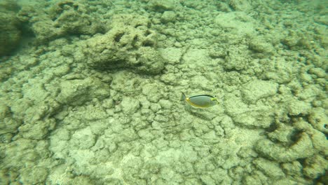 Blonde-Naso-Tang-In-Hanauma-Bay,-Hawaiian-Saltwater-Reef-Fish