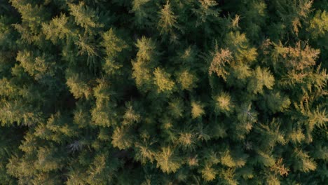Aerial-Shot-Flying-Over-a-Coniferous-Forest-at-Sunrise