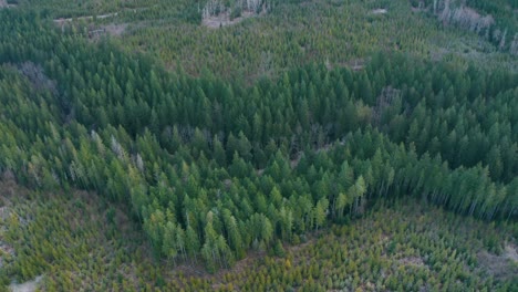 Aerial-Shot-Flying-over-a-Logged-Coniferous-Forest