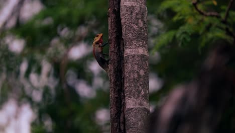 A-lizard-in-a-areca-palm-tree-in-Sri-Lanka