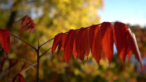 Sumachblätter-Schließen-Sich-Während-Der-Herbstsaison-Mit-Leuchtend-Roter-Oranger-Farbe