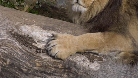 Macro-shot-of-a-lions-paw-resting-on-a-large-tree-stump